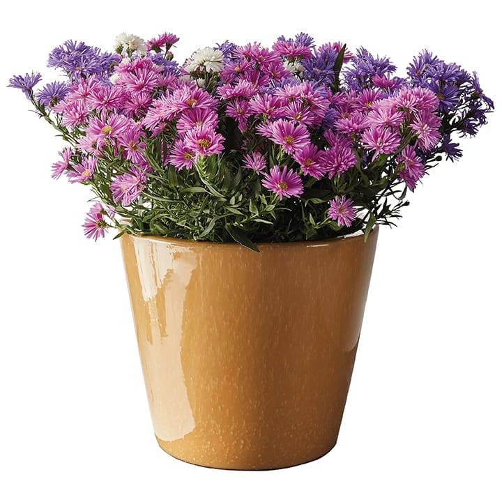 Ecloz - Pot émaillé Bahia 22 cm - plusieurs coloris - ECLOZ - Image 10