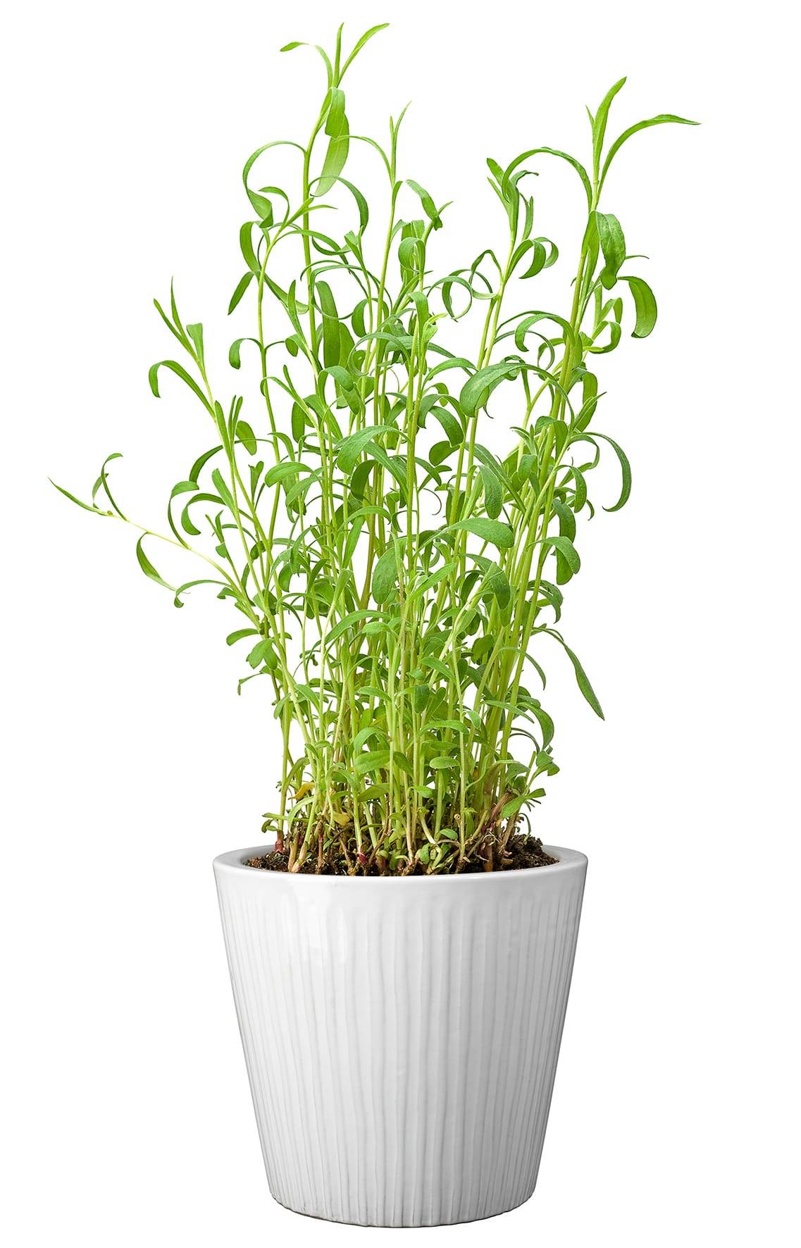 Ecloz - Pot émaillé Atlantique 22 cm - plusieurs coloris - ECLOZ - Image 5