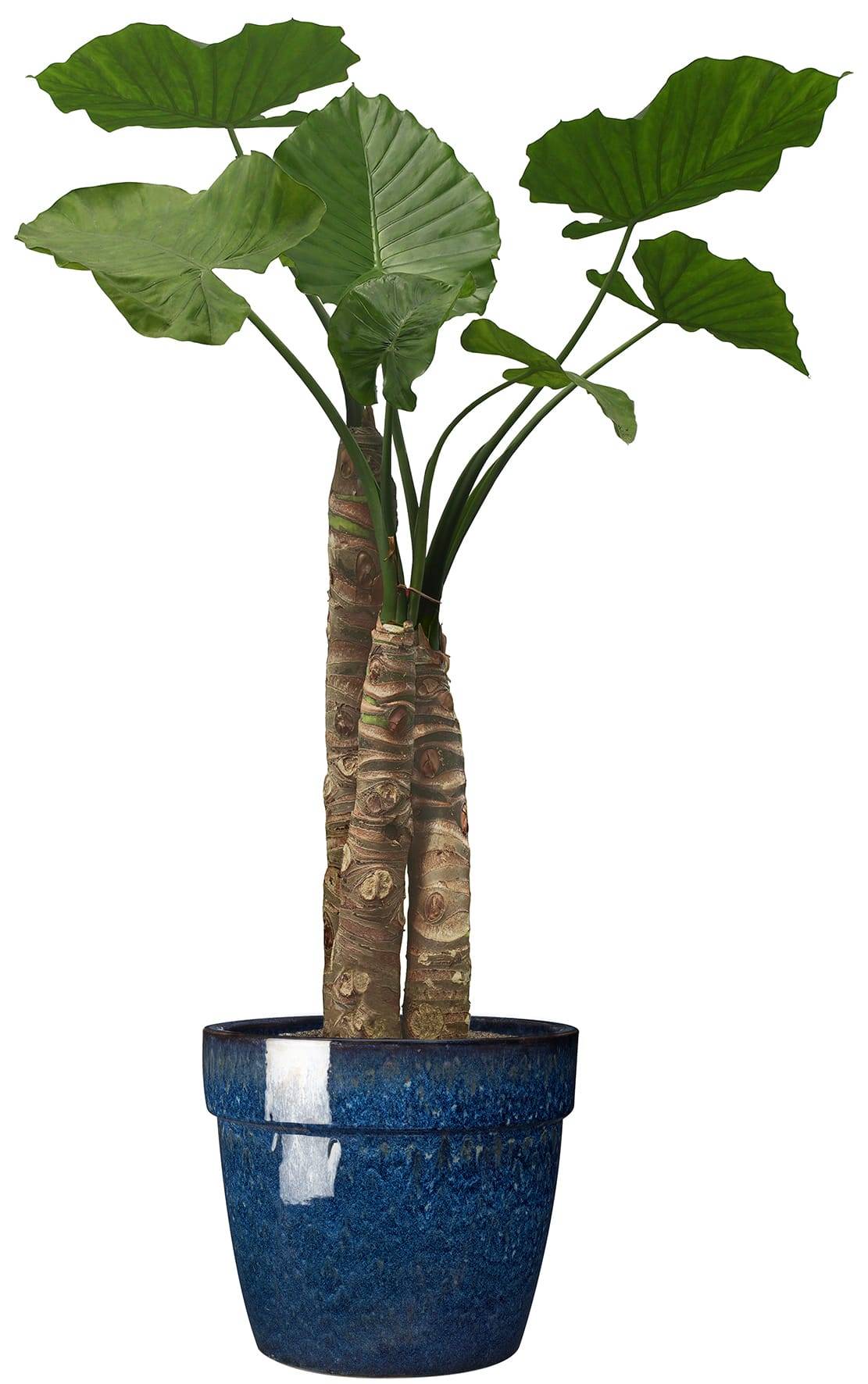 Ecloz - Pot Evazion 38cm plusieurs coloris - ECLOZ - Image 4