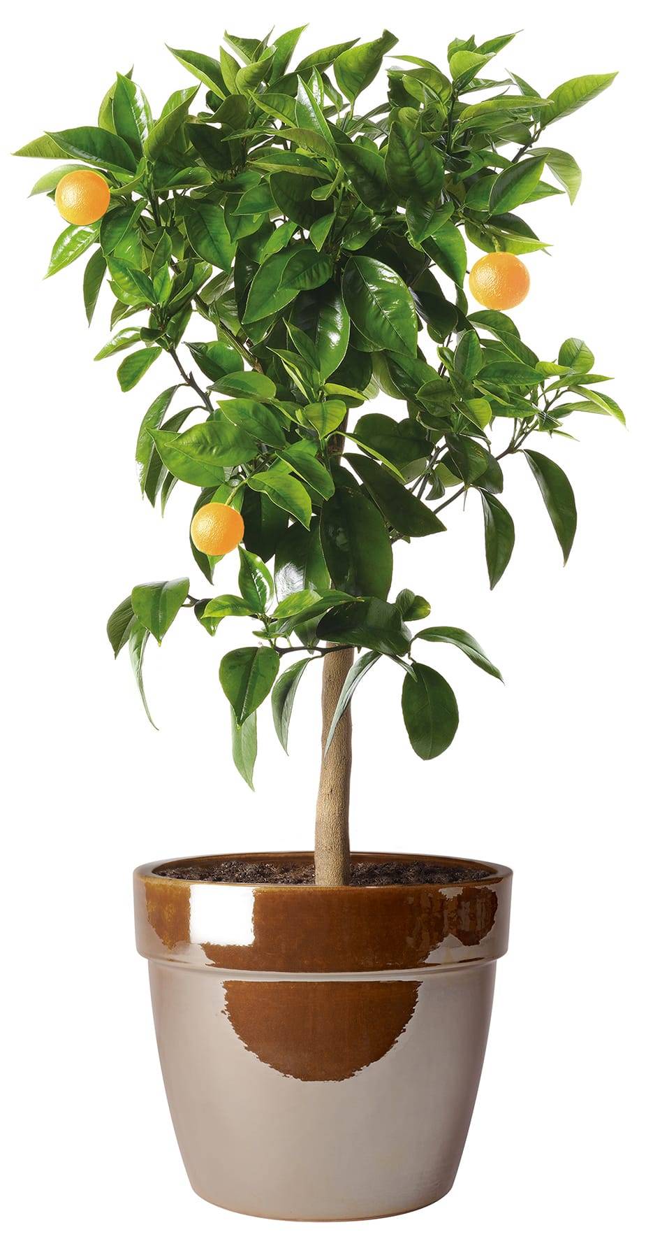 Ecloz - Pot Evazion 38cm plusieurs coloris - ECLOZ - Image 5