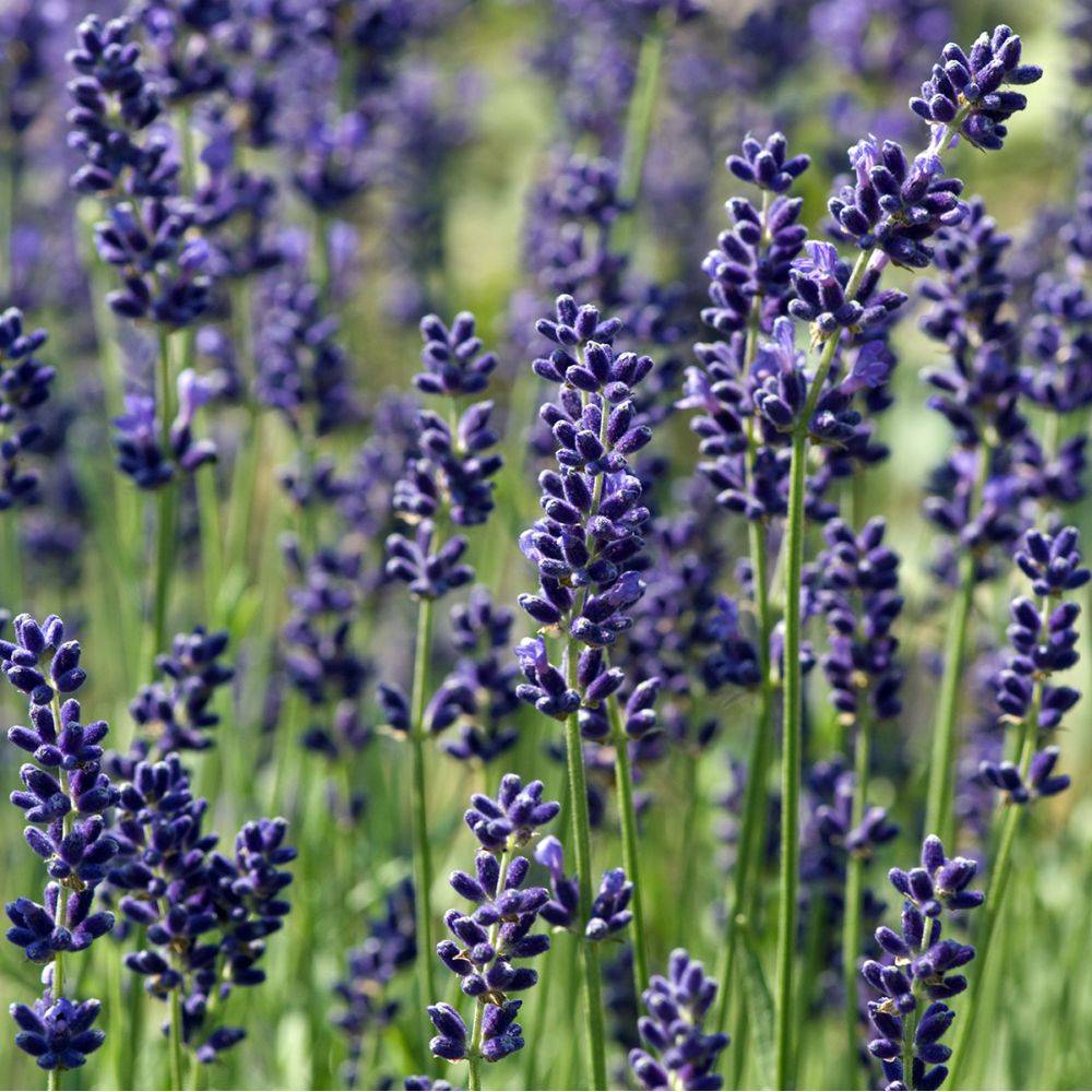 Lavande officinale 'Hidcote blue' - Lavande vraie - Image 1
