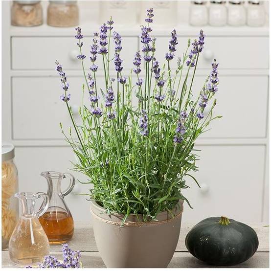 Lavande officinale 'Hidcote blue' - Lavande vraie - Image 3