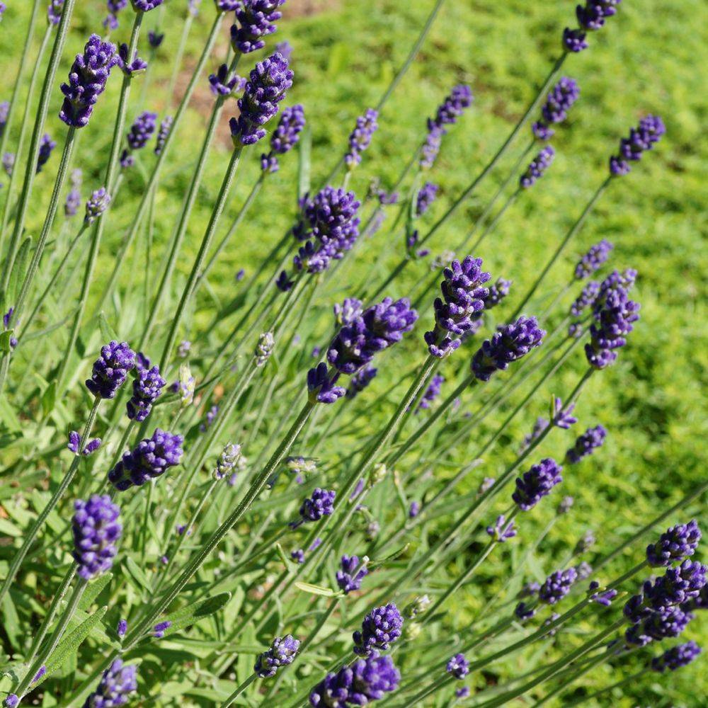 Lavande officinale 'Hidcote blue' - Lavande vraie - Image 8
