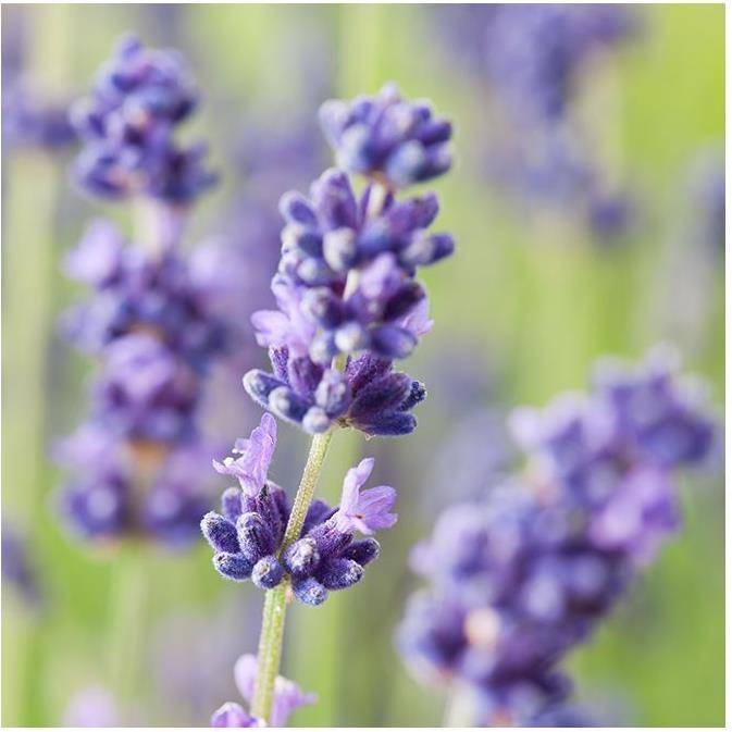 Lavande officinale 'Hidcote blue' - Lavande vraie - Image 2