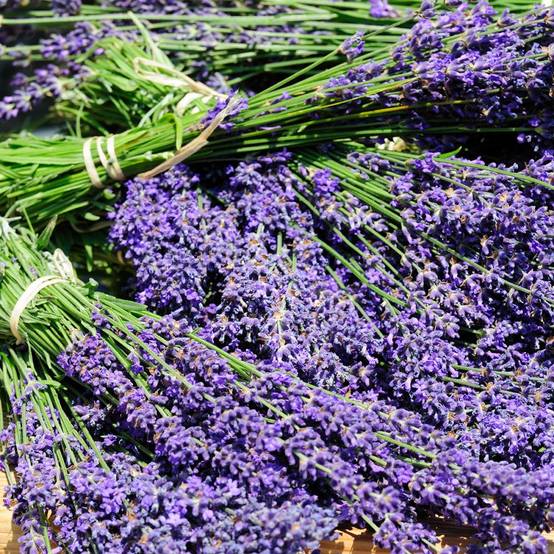 Lavande officinale 'Hidcote blue' - Lavande vraie - Image 7
