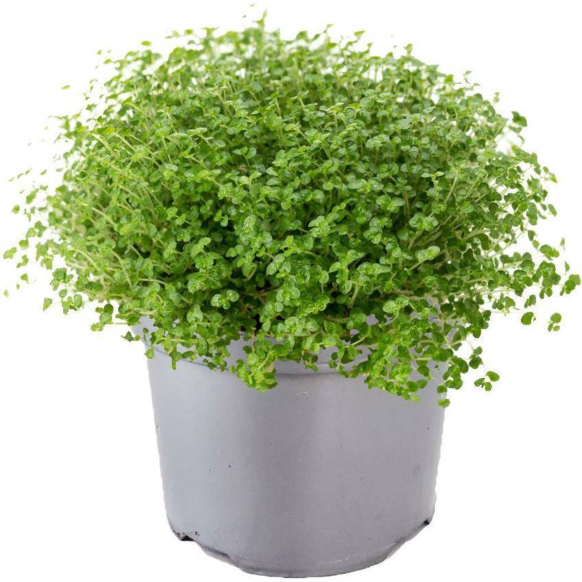 Soleirolia soleirolii