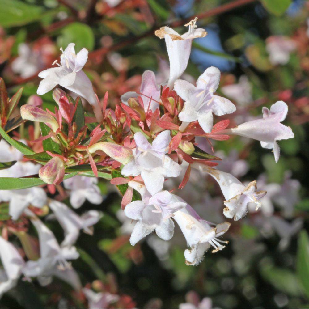 Abélia grandiflora - Image 1