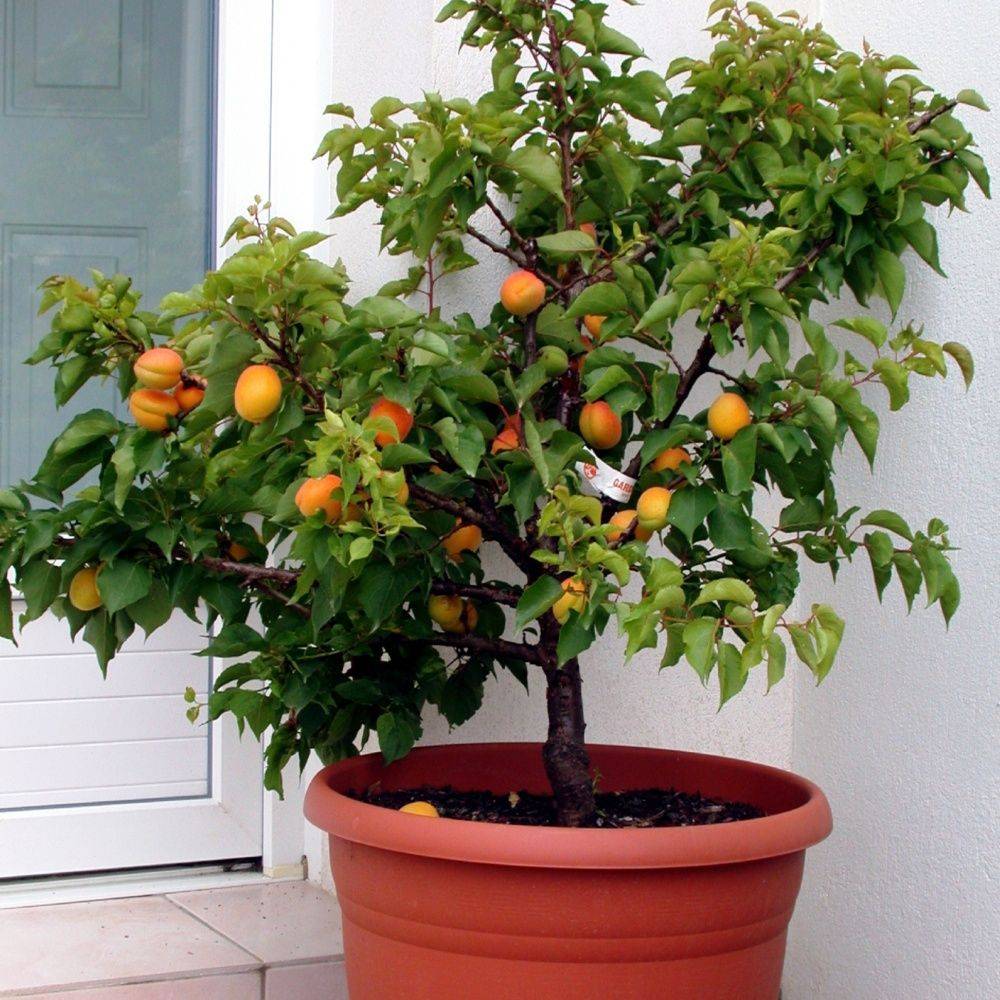 Abricotier nain 'Garden®Aprigold' - Image 2
