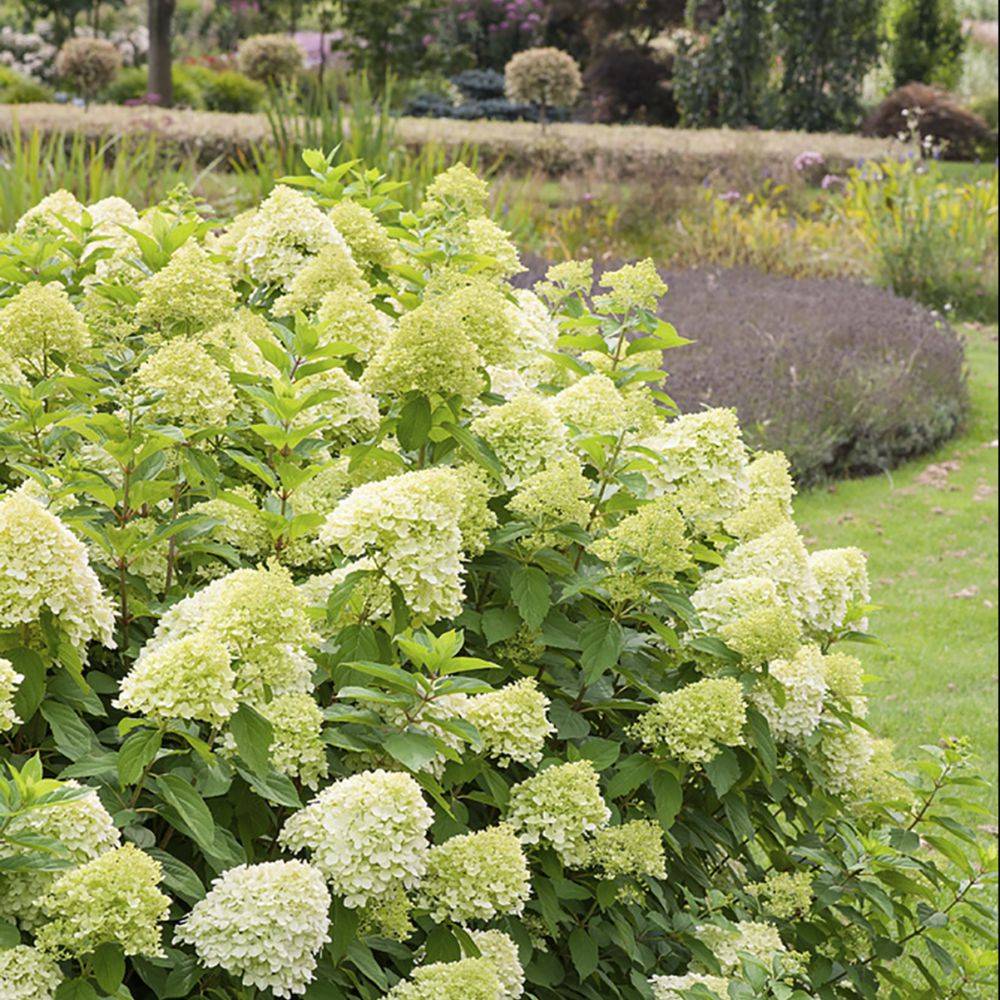 Hortensia paniculata 'Limelight® - Image 5