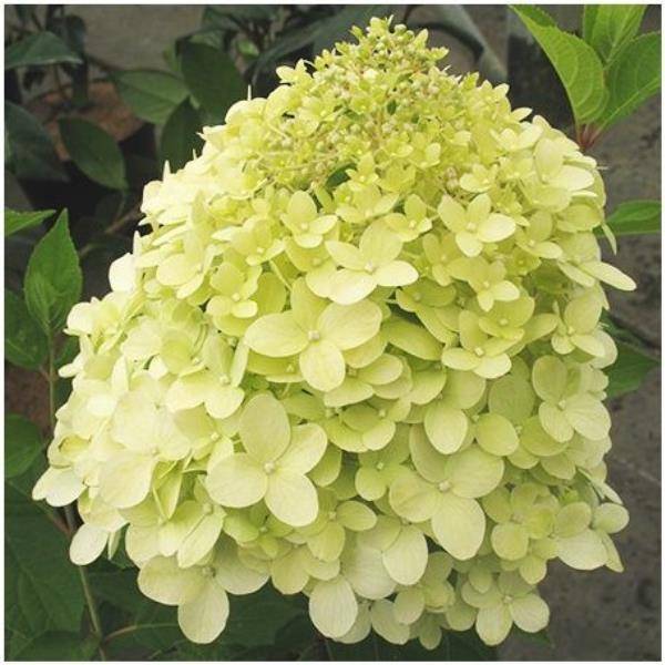 Hortensia paniculata 'Limelight® - Image 6