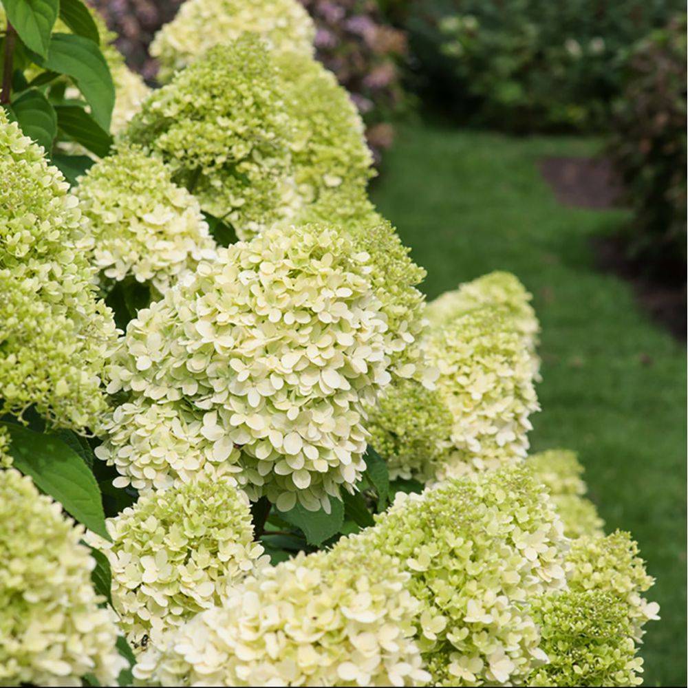 Hortensia paniculata 'Limelight® - Image 4