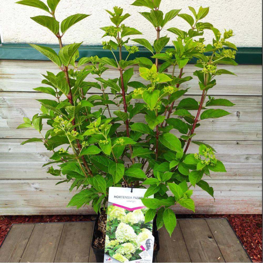 Hortensia paniculata 'Limelight® - Image 3