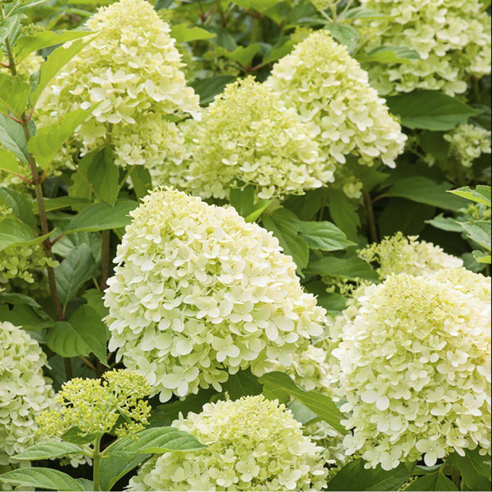 Hortensia paniculata 'Limelight® - Image 2