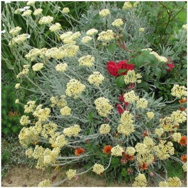 Immortelle italicum