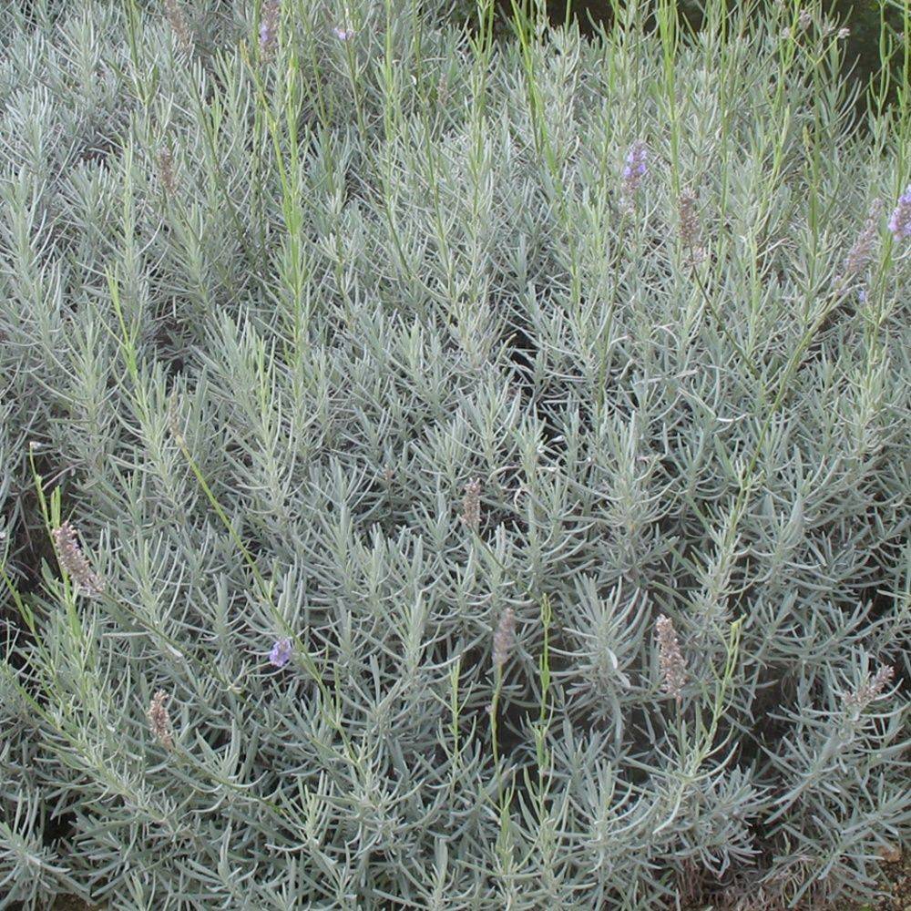Lavandula intermedia 'Dutch' - Lavande - Image 5