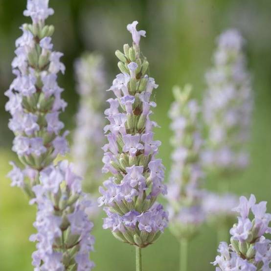 Lavandula intermedia 'Dutch' - Lavande - Image 4