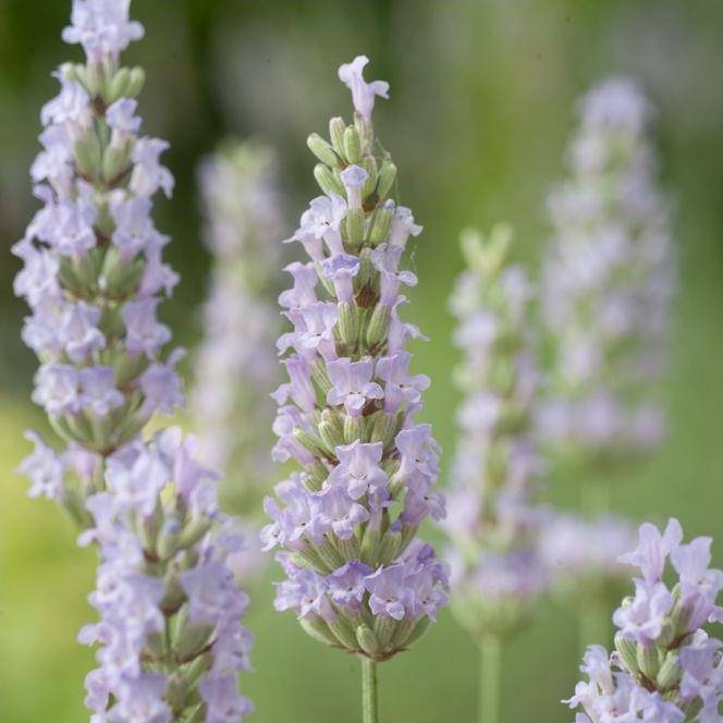 Lavandula intermedia 'Dutch' - Lavande - Image 4