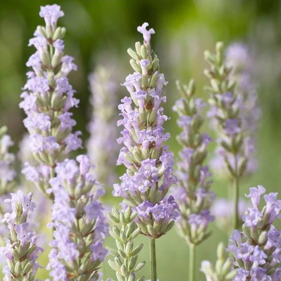Lavandula intermedia 'Dutch' - Lavande - Image 1
