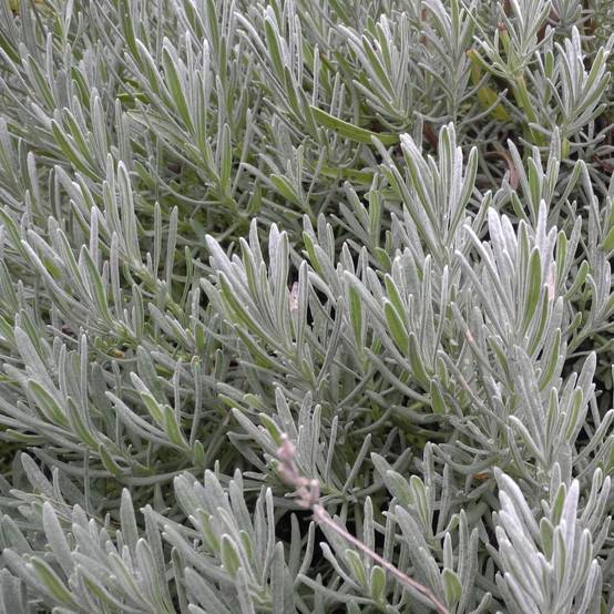 Lavandula intermedia 'Dutch' - Lavande - Image 3