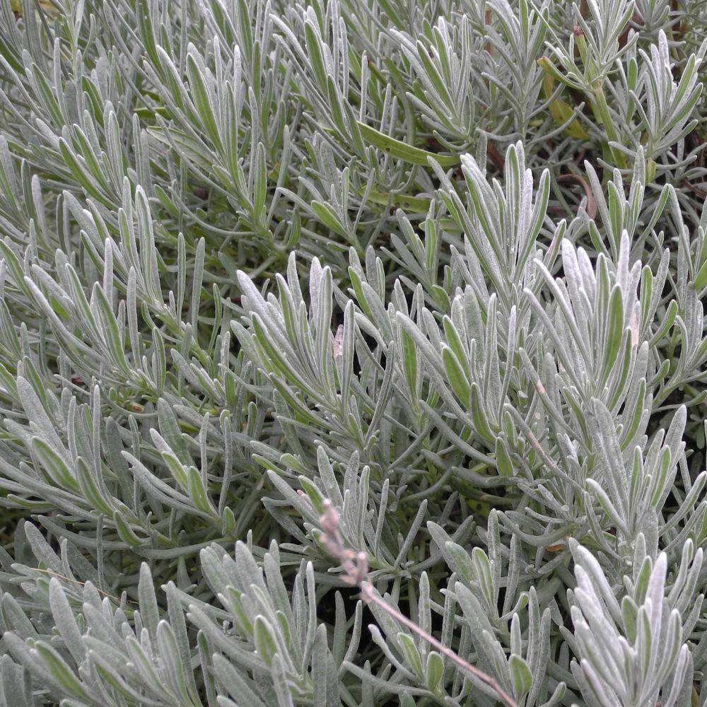 Lavandula intermedia 'Dutch' - Lavande - Image 3