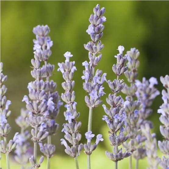 Lavandula intermedia 'Dutch' - Lavande - Image 6