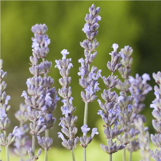 Lavandula intermedia 'Dutch' - Lavande - Image 6