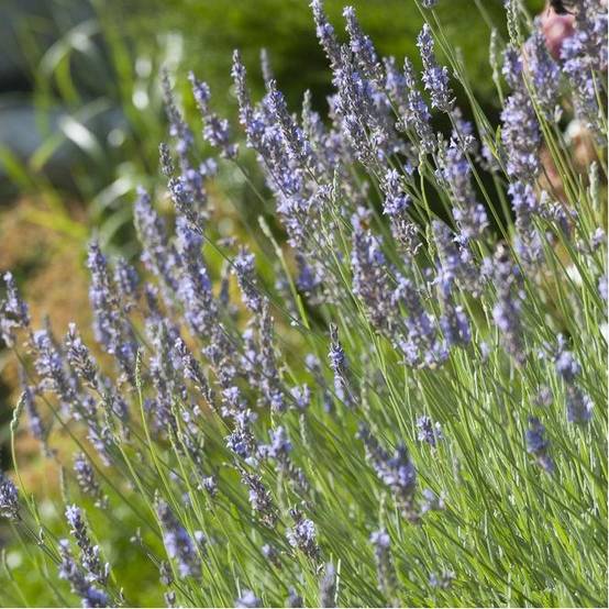 Lavandula intermedia 'Dutch' - Lavande - Image 2