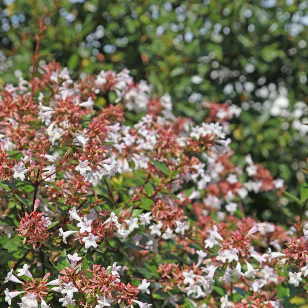 Abelia Little Richard