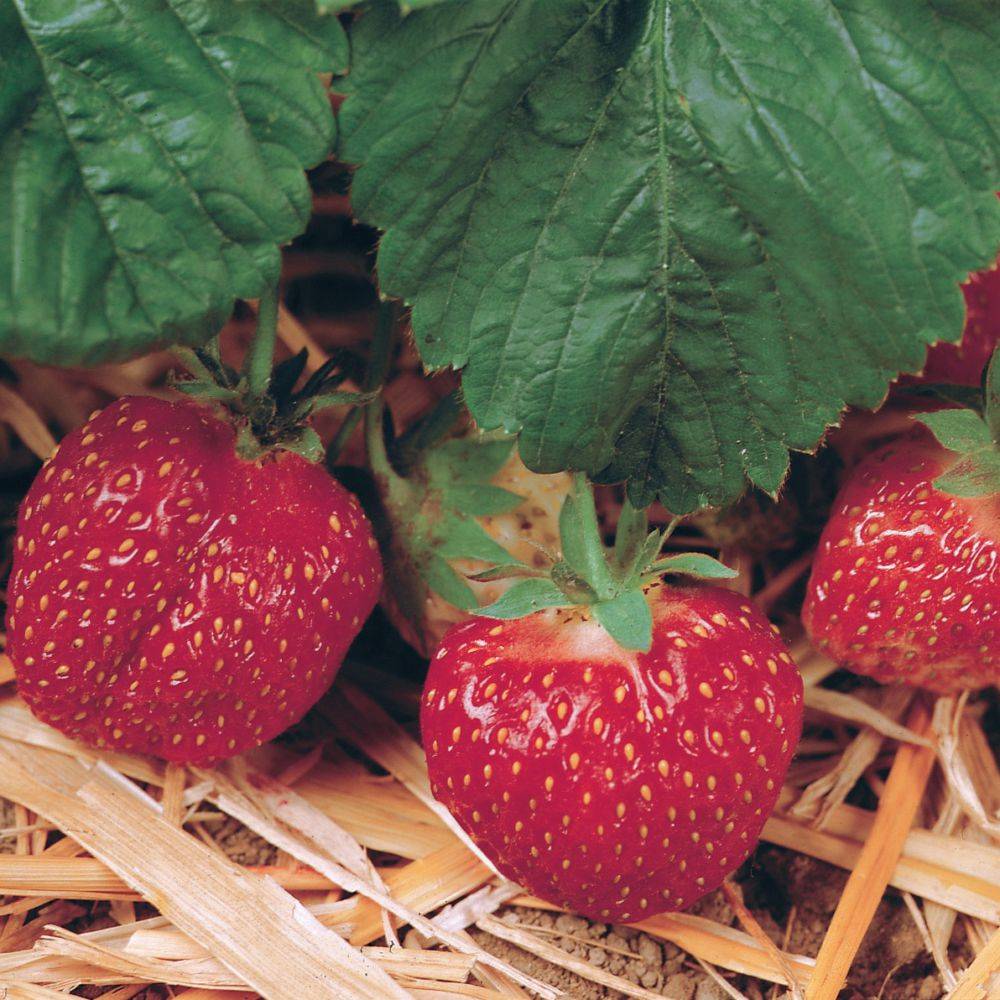 Fraisier 'Gento'