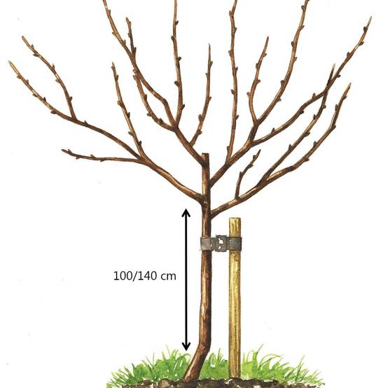 Abricotier 'Polonais' : taille demi-tige, pot de 12 L - Image 2