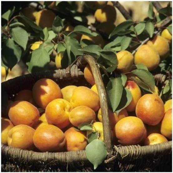 Abricotier 'Polonais' : taille demi-tige, pot de 12 L - Image 1