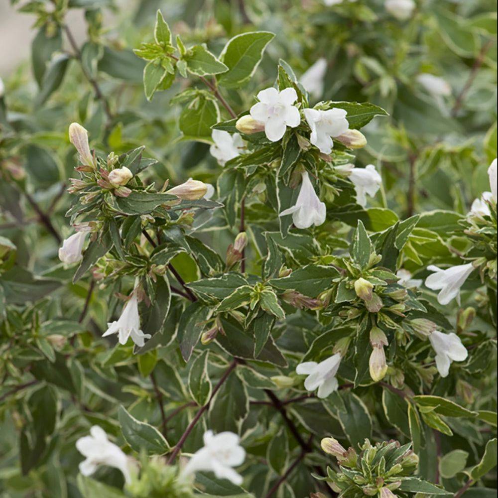 Abelia grandiflora Lucky - Image 1