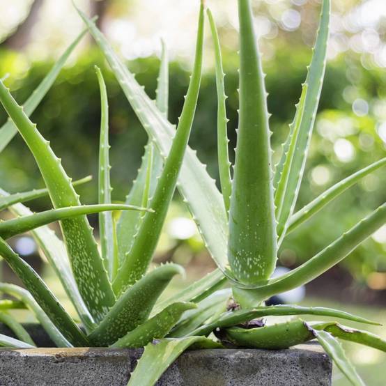 Aloe vera - Image 1