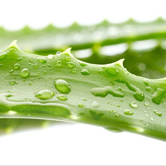 Aloe vera - Image 8