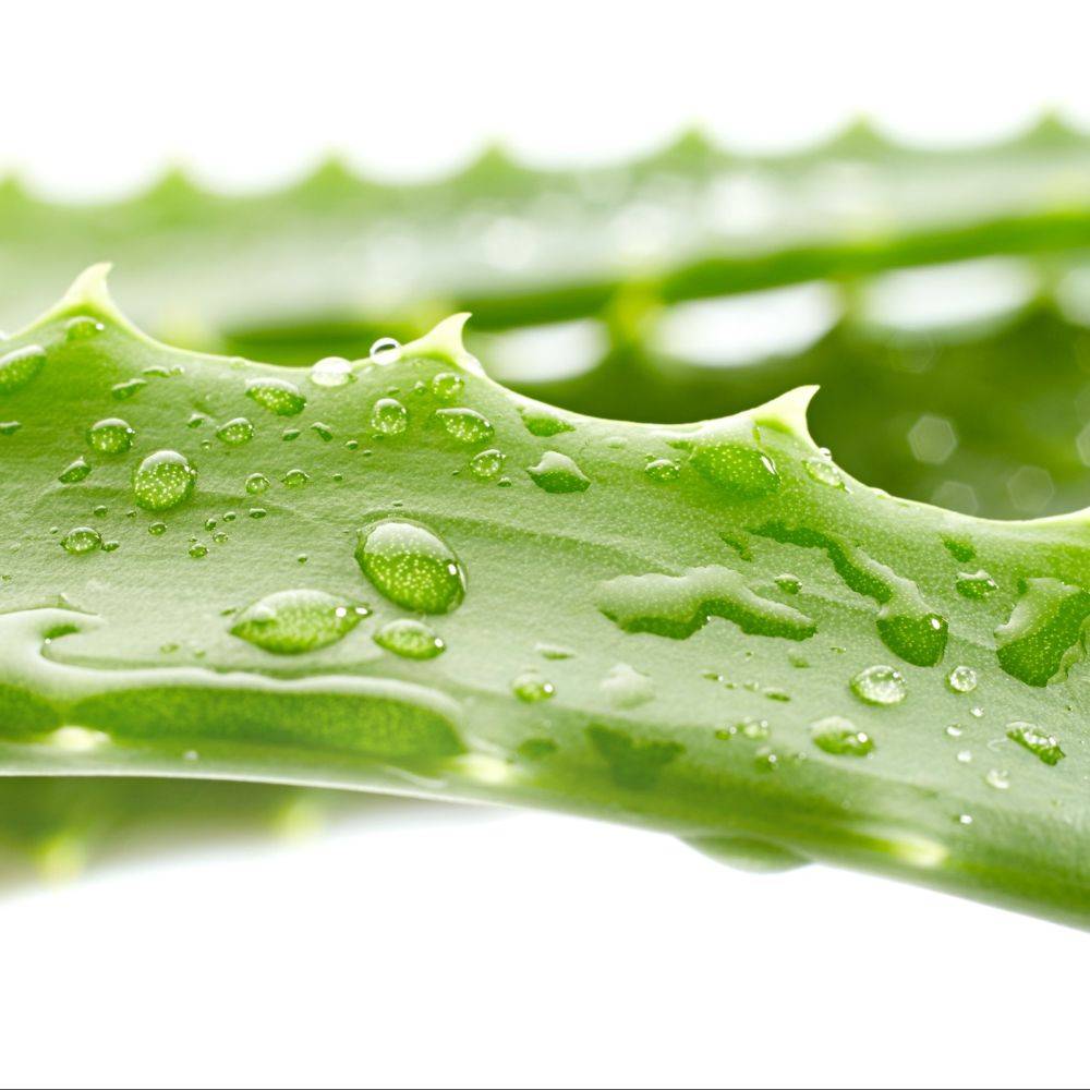 Aloe vera - Image 8