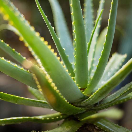 Aloe vera - Image 5