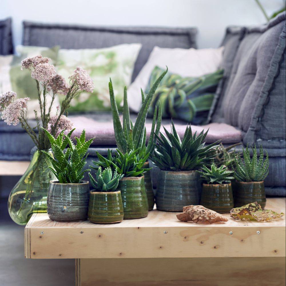 Aloe vera - Image 9