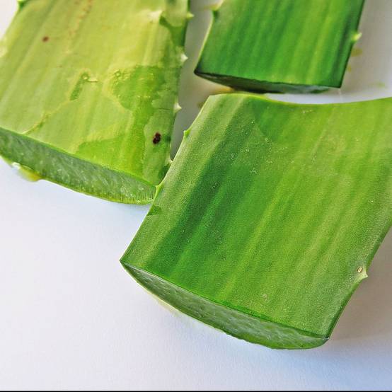Aloe vera - Image 7