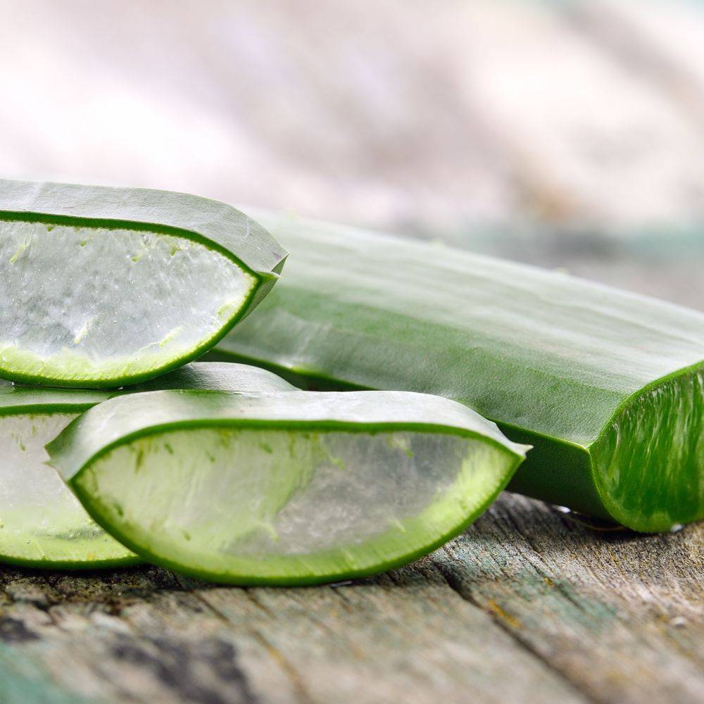 Aloe vera - Image 4