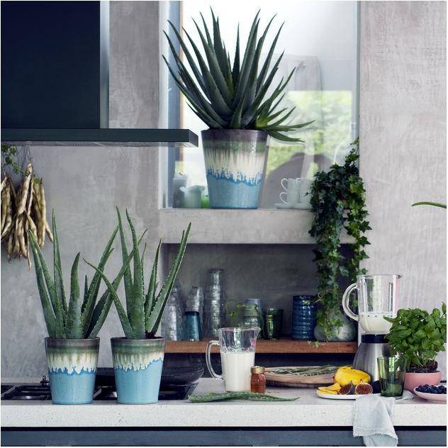 Aloe vera - Image 10