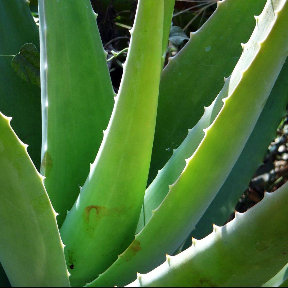 Aloe vera - Image 6