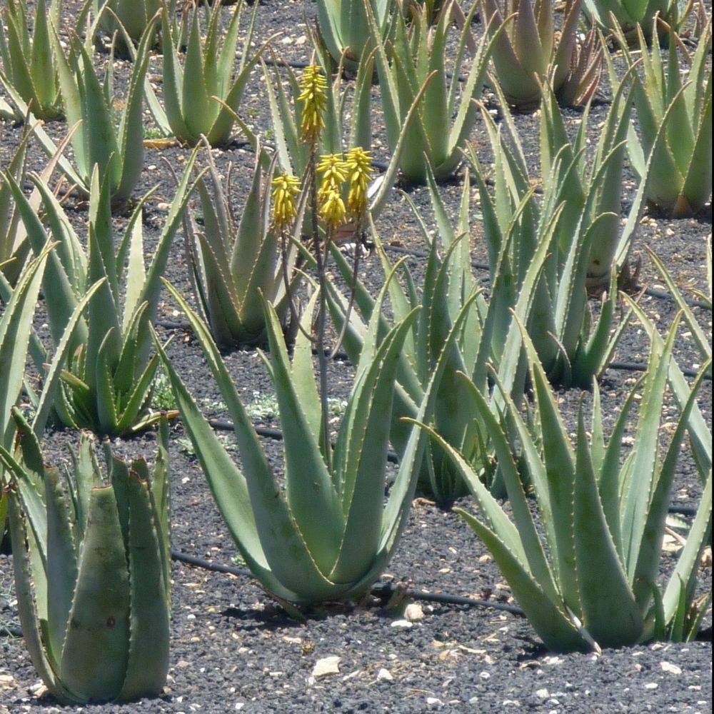 Aloe vera - Image 3
