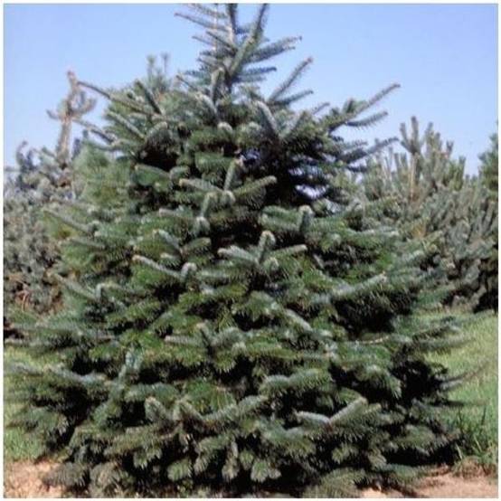Sapin de Nordmann
