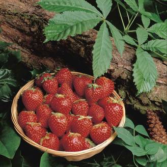 Fraisier Collection DELBARD - Pot de 2 litres