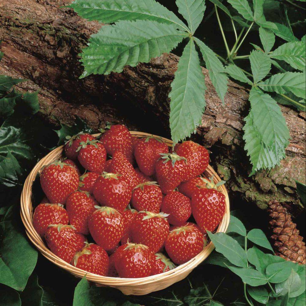 Fraisier Collection DELBARD - Pot de 2 litres