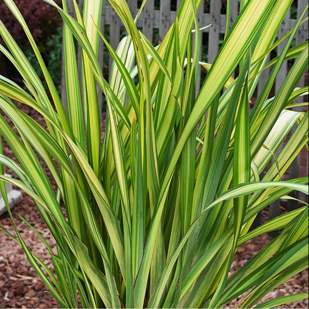 Phormium 'Yellow Wave' - Lin de Nouvelle Zélande - Image 3