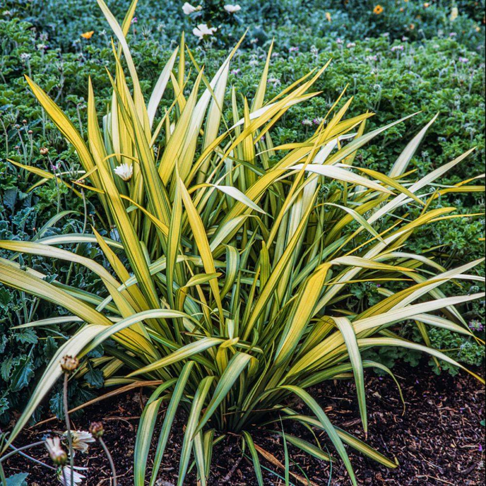 Phormium 'Yellow Wave' - Lin de Nouvelle Zélande - Image 6
