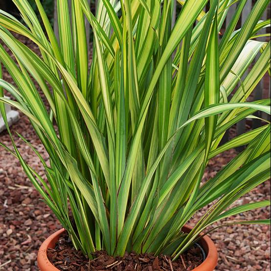 Phormium 'Yellow Wave' - Lin de Nouvelle Zélande - Image 1