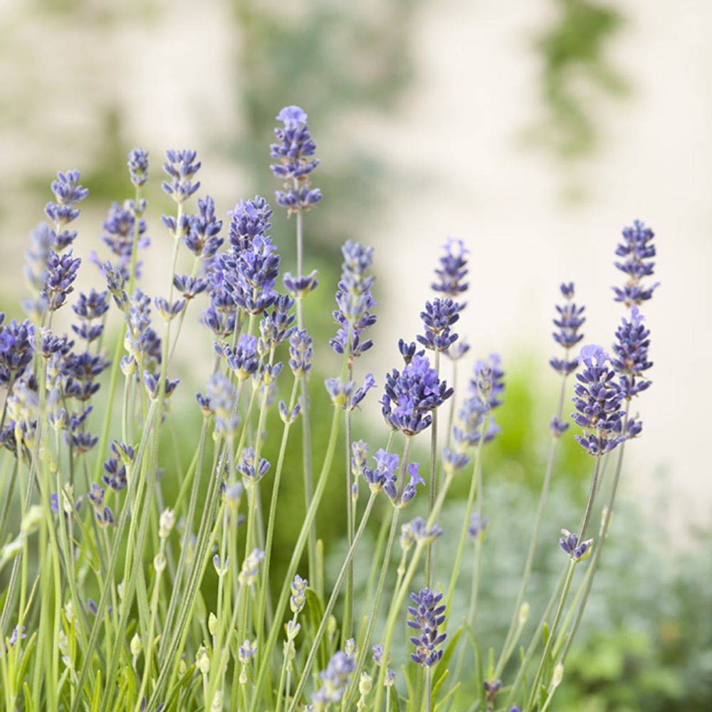 Lavande officinale Munstead - Lavande vraie