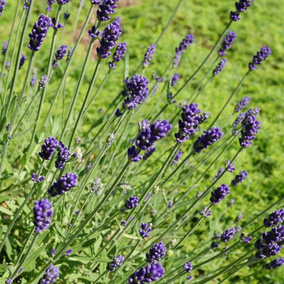 Lavande officinale Hidcote blue - Lavande vraie - Image 6